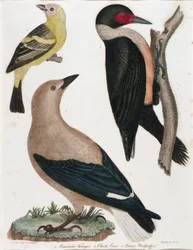 Louisiana-Tangare, Clarks Krähe, Lewis