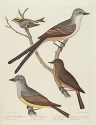 Gabelschwanz-Fliegenschnäpper, Arkansas-Fliegenschnäpper, Say