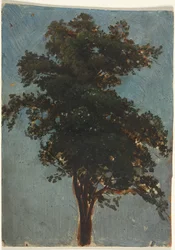 Baumstudie