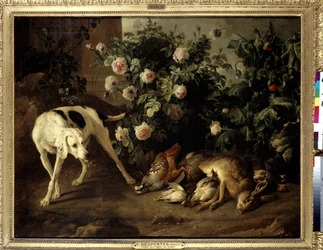 Hund bewacht Wild in der Nähe eines Rosenstrauchs