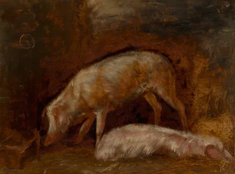 Studie von Schweinen