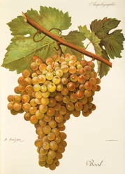 Boal-Traube von A. Kreyder