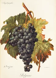Bolgnino-Traube