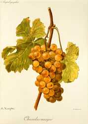 Chasselas Musqué-Traube