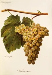 Humage Traube