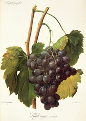 Luglienga Nera-Traube