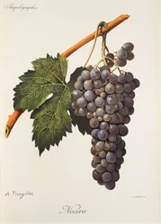 Nocera-Traube