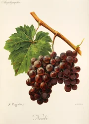Noubi-Traube