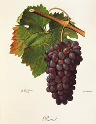 Pamit Traube von A. Kreyder