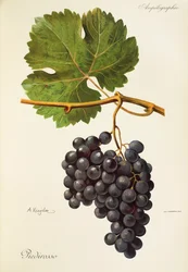 Piedirosso-Traube von A. Kreyder