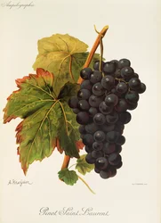 Pinot Saint Laurent-Traube
