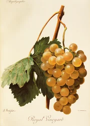 Royal Vineyard Traube
