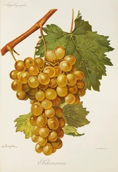 Salamanna-Traube