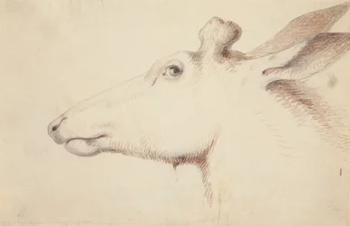 Elch, ca. 1837