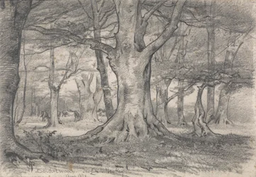 Waldlandschaft in der Nähe von Boldrewood