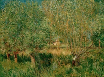 Weiden am Ufer der Orvanne
