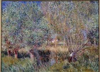 Weiden am Ufer des Flusses Orvanne