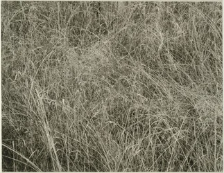 Gras, 1933