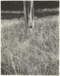 Gras und Fahnenmast
