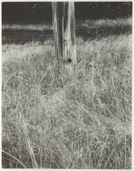 Gras und Fahnenmast