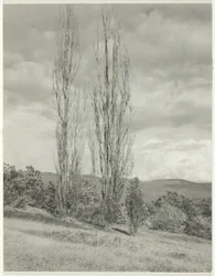 Pappeln—Lake George