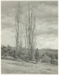 Pappeln—Lake George, 1935