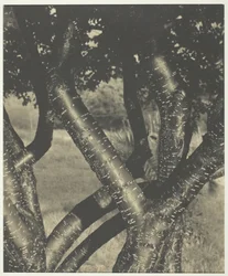 Die tanzenden Bäume, 1922
