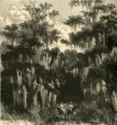 Magnolia-Sumpf, 1872