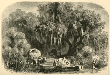 Die Moossammler, 1872