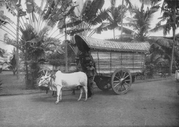 Ein Ceylon-Bullenwagen, um 1890, 1910