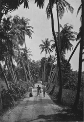 Ein Pfad durch Reisfelder, ca. 1890, 1910