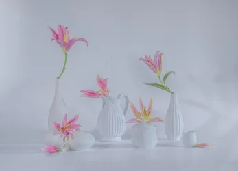 Zarte rosa Lilien