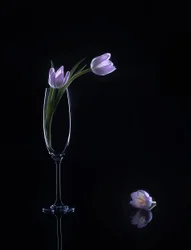 Elegante violette Tulpen