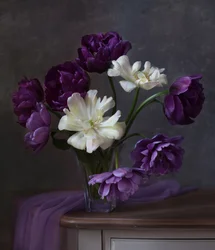 Lila-weißer Tulpenstrauß