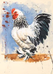 Brahma Bantam Hahn