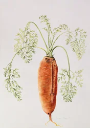 Karotte aus meinem Garten