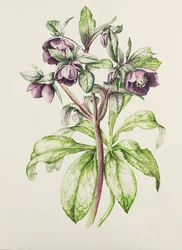 Helleborus Orientalis von Helen Ballard (dunkelviolette Blumen)