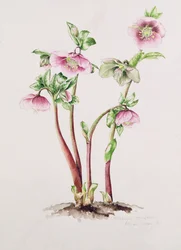 Lenzrose: Helleborus orientalis