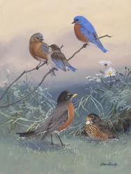 Blaukehlchen, Rotkehlchen von Allan Brooks