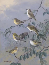 Vireos von Allan Brooks