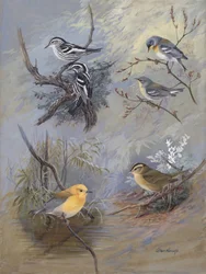 Waldsänger 002 von Allan Brooks