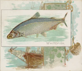 Weißfisch, aus der Serie 