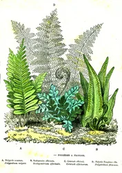 Schleuder-Farn: Natürliche Schöpfung und Lebewesen. Zeichnung von A. Demarle. 1885