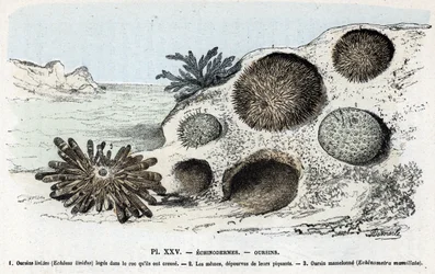 Zoologische Tafel: Seeigel. Gravur aus „L