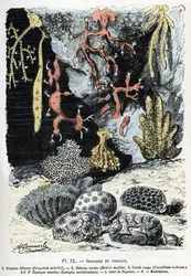 Zoologische Tafel: Schwämme und Korallen (Gorgone, Bebryce, Koralle, Schwämme, Neptun-Handschuh). Gravur aus „L