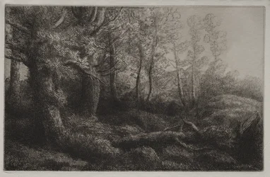 Eine Waldstudie