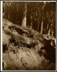 [Studie von freigelegten Baumwurzeln an der Seite eines Hügels]