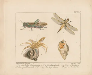Libelle, Heuschrecke und Einsiedlerkrebs