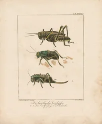 Heuschrecke und Buschgrillen (handkolorierte Kupferstichgravur)