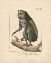 Großer Bartaffe (handkolorierte Kupferstichgravur)